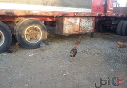 کف تجاری و سنگ بر