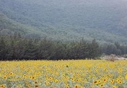 البرز تیپ ۴ کشنده تک